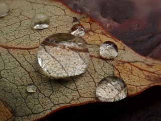 P1062303a.jpg